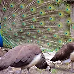 Candalu - Giardinata Oda ve Kahvaltı